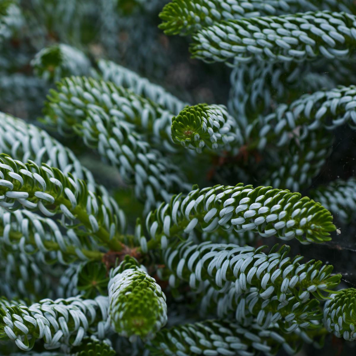 30 Graines De Sapin De Corée (Abies Koreana) - Arbre Ornemental à Cônes Violets - Pour Jardin, Climats Tempérés