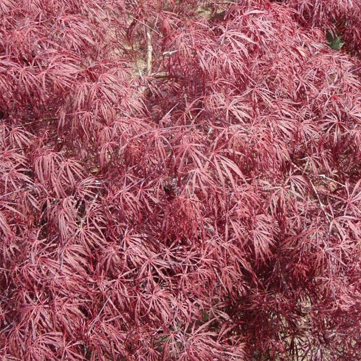 Acer palmatum ssp dissectum Crimson Queen - Erable du Japon rouge clair ...