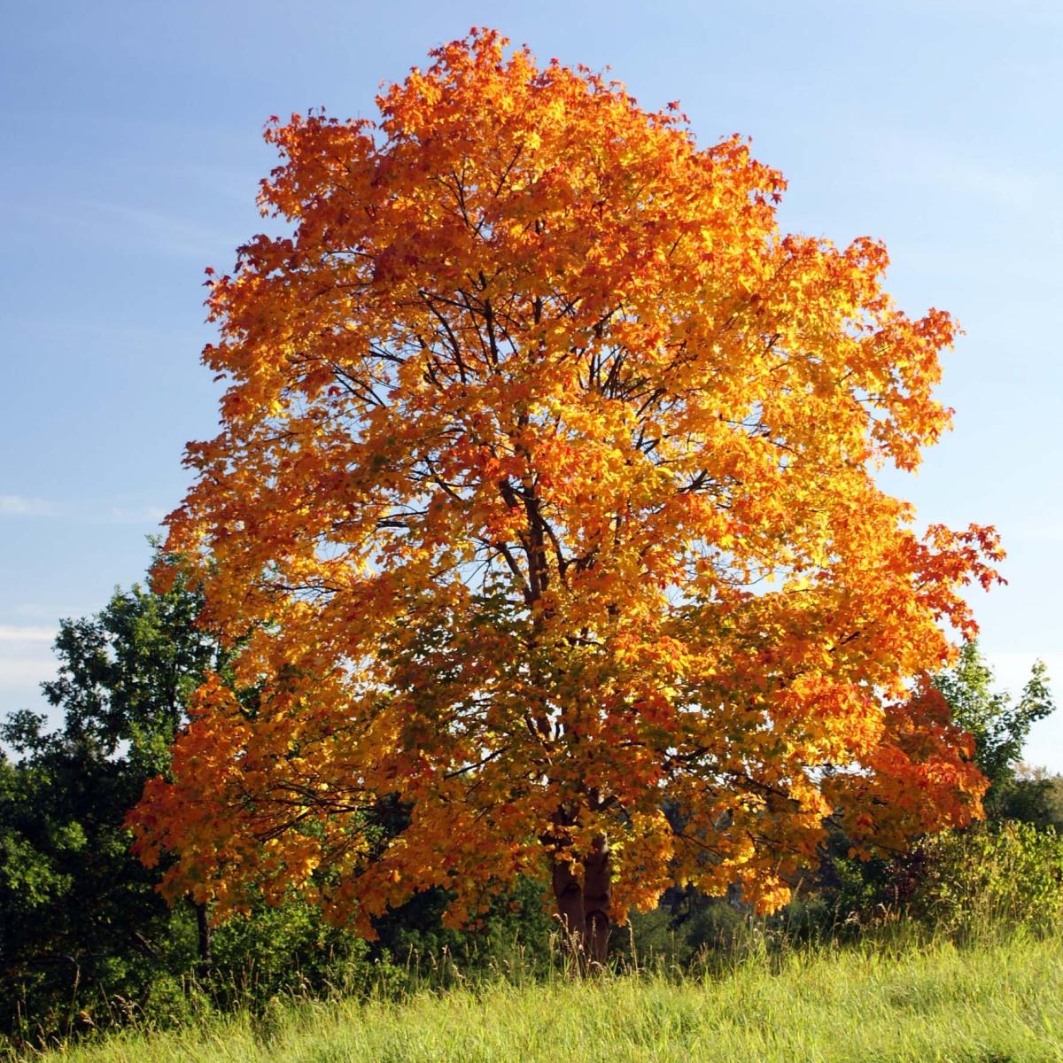 Acer platanoides Érable plane, grand arbre européen vigoureux et — free download