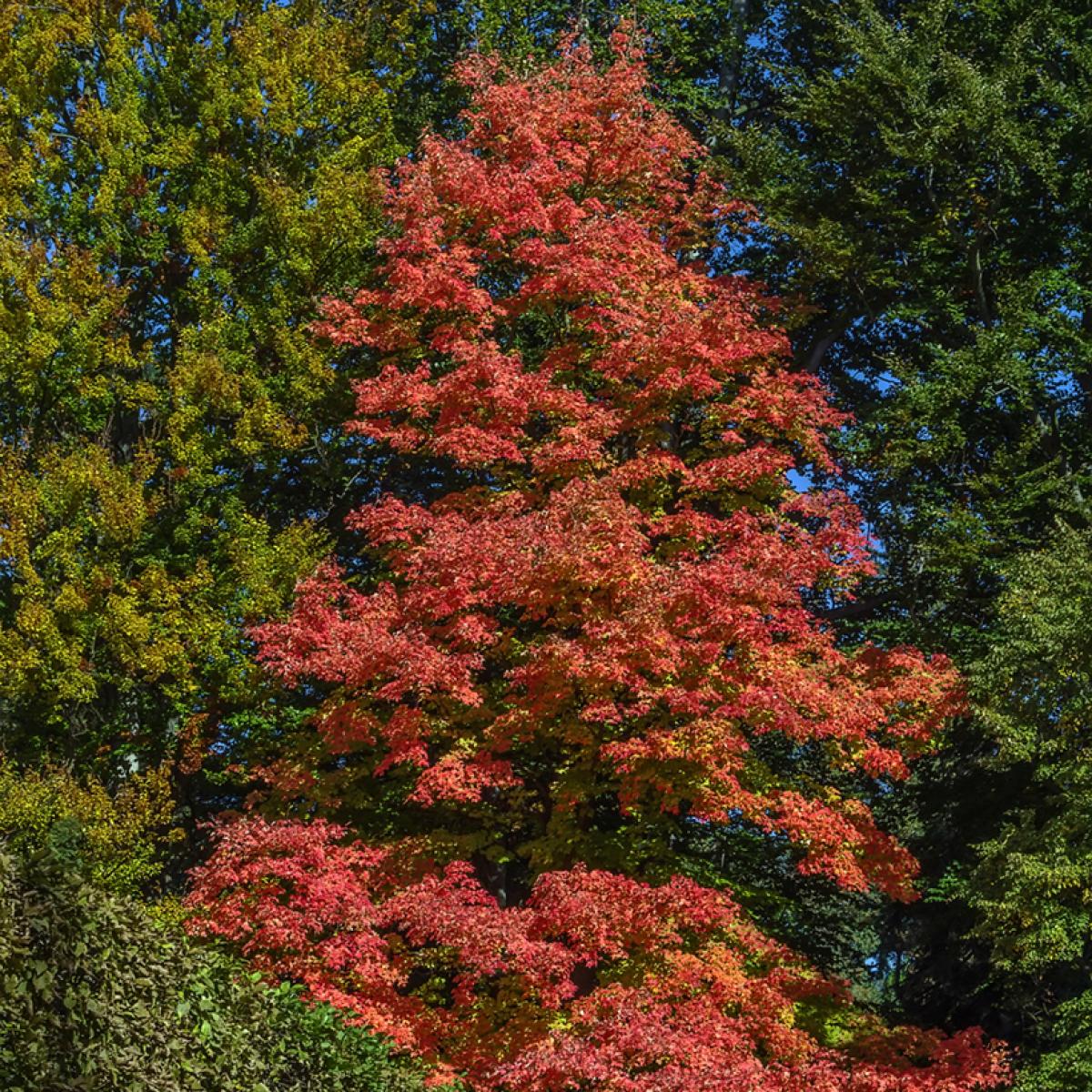 Acer rubrum Fairview Flame - Érable rouge au port pyramidal, rouge vif ...