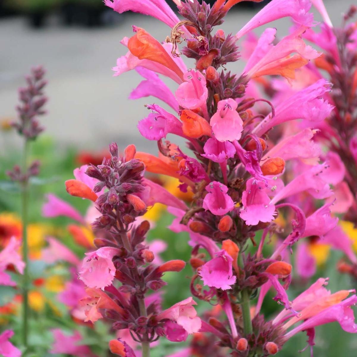 Kudos Roses Agastache Kudos Ambrosia - Vivace aromatique compacte aux fleurs rose ...