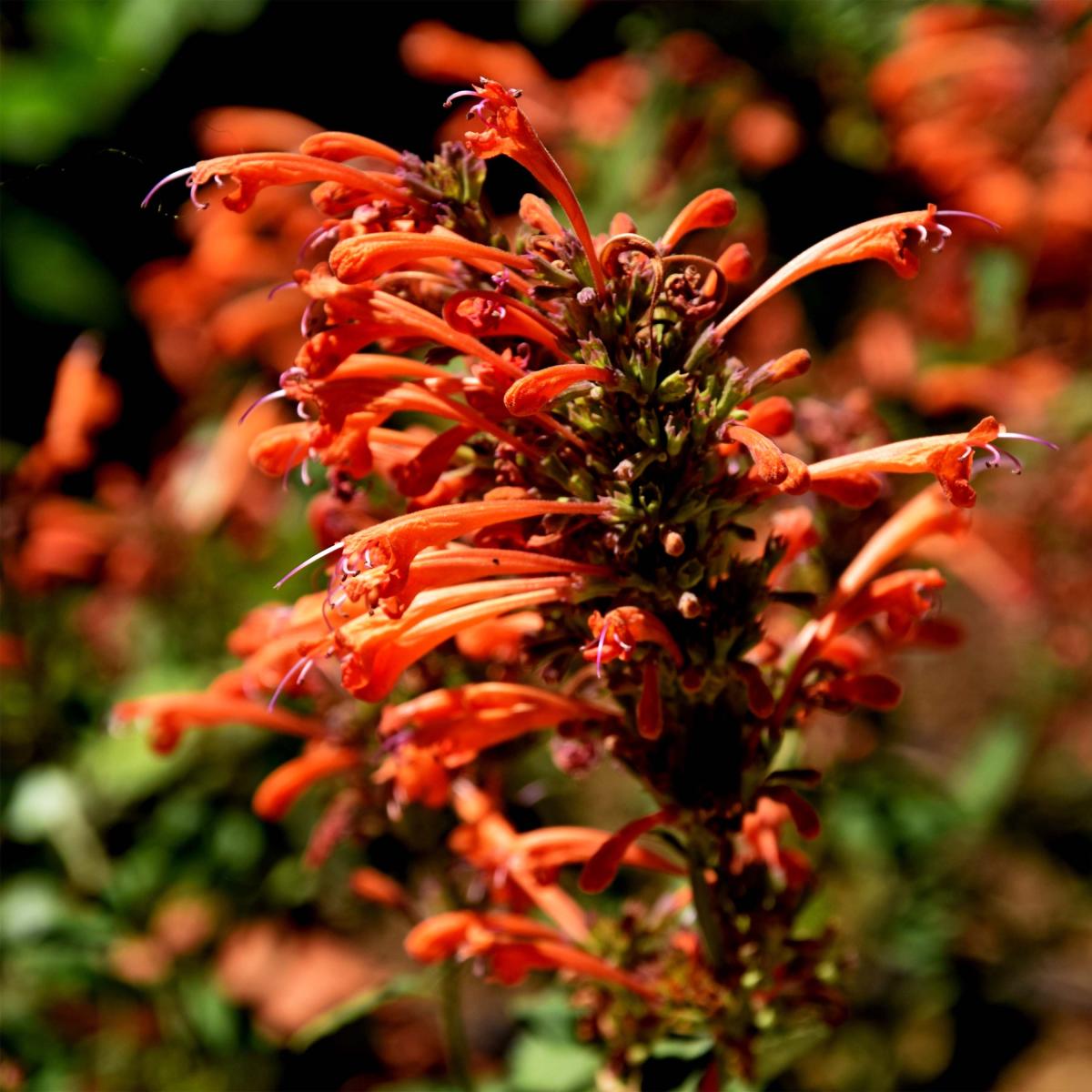 Agastache Kudos Mandarin Vivace aromatique compacte aux fleurs orangées