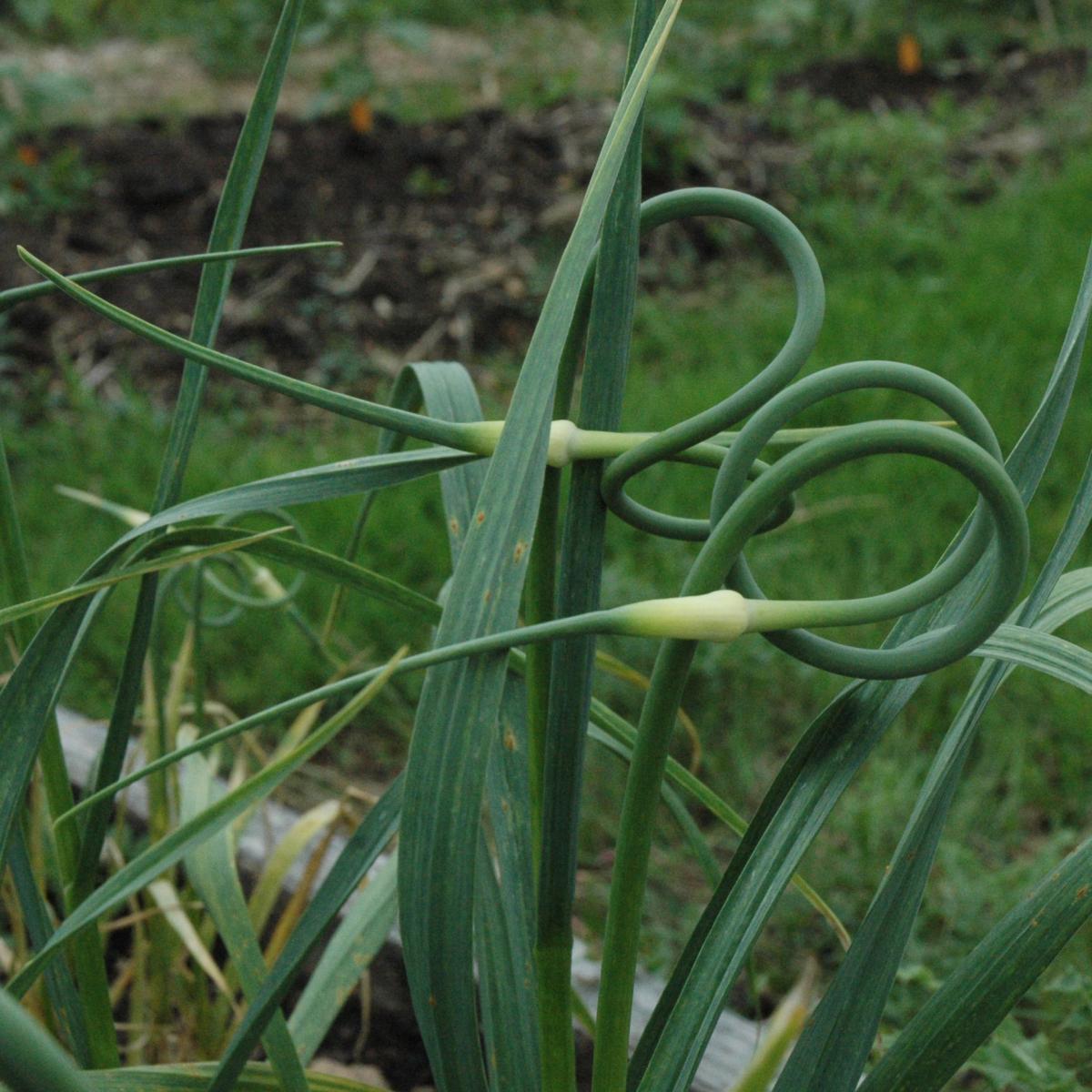 Ail rocambole ou perpétuel - Allium scorodoprasum - Plant potager