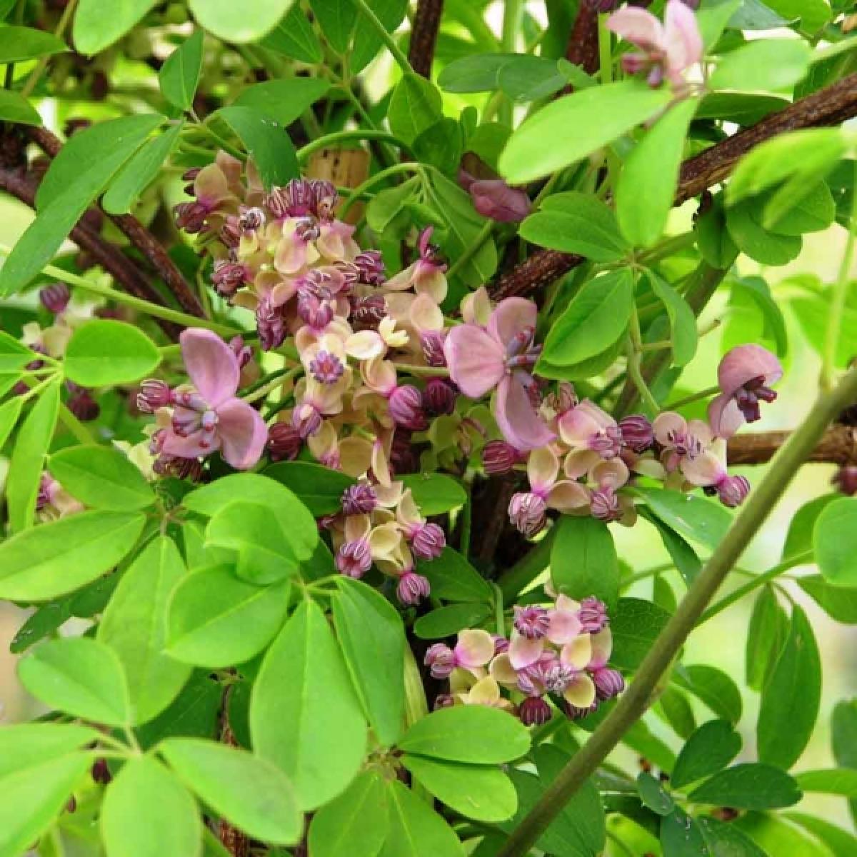 Akebia quinata Silver Bells Akébie à fleurs bicolores blanches et mauves