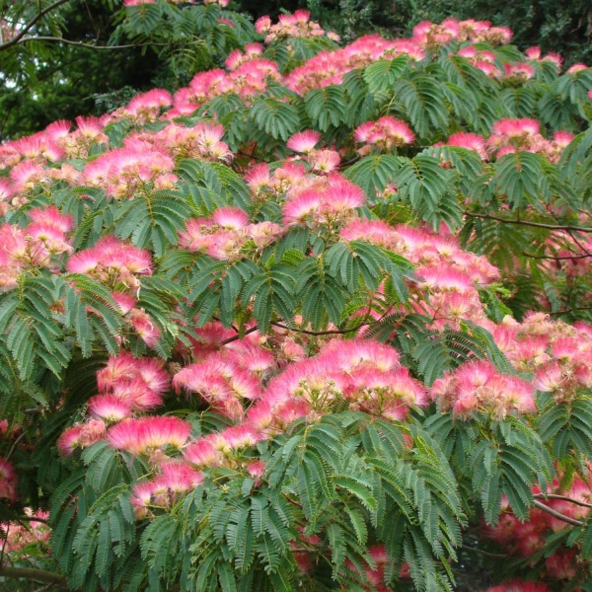 Albizia Julibrissin Ombrella Arbre Soie Acacia De Constantinople Albizia Julibrissin Ombrella Arbre Soie Acacia De Constantinople