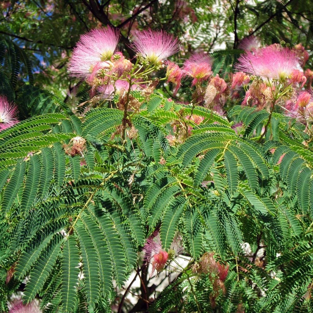 albizia-julibrissin-rosea-arbre-soie-fleurs-rose-soutenu