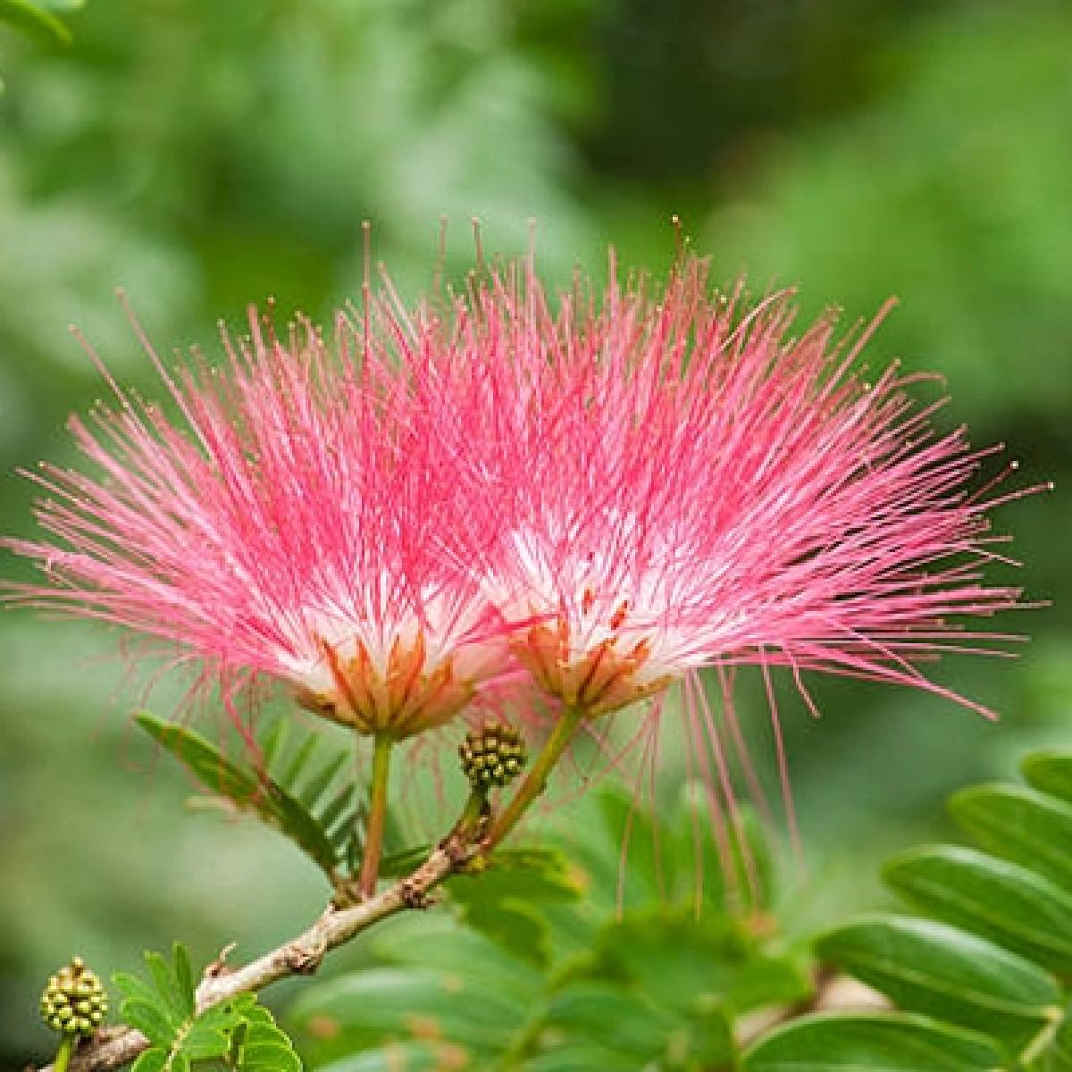 Albizia New Purple