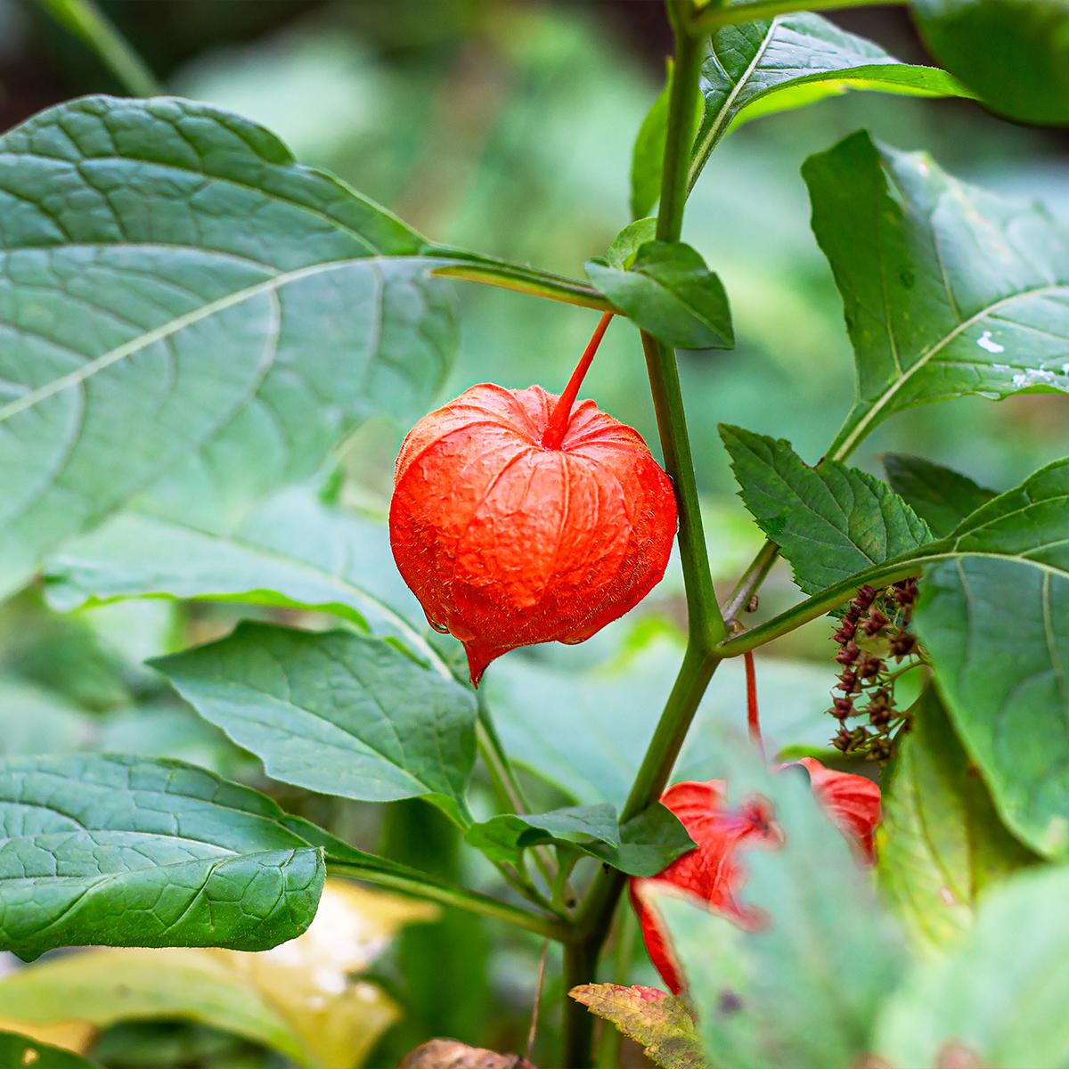 Physalis alkekengi franchetii Amour en cage De petites lanternes — free download