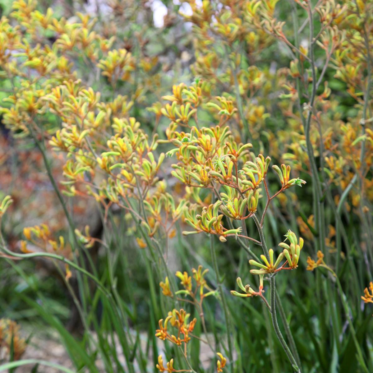 Anigozanthos Bush Bonanza Patte de Kangourou à fleurs jaunes très florifère