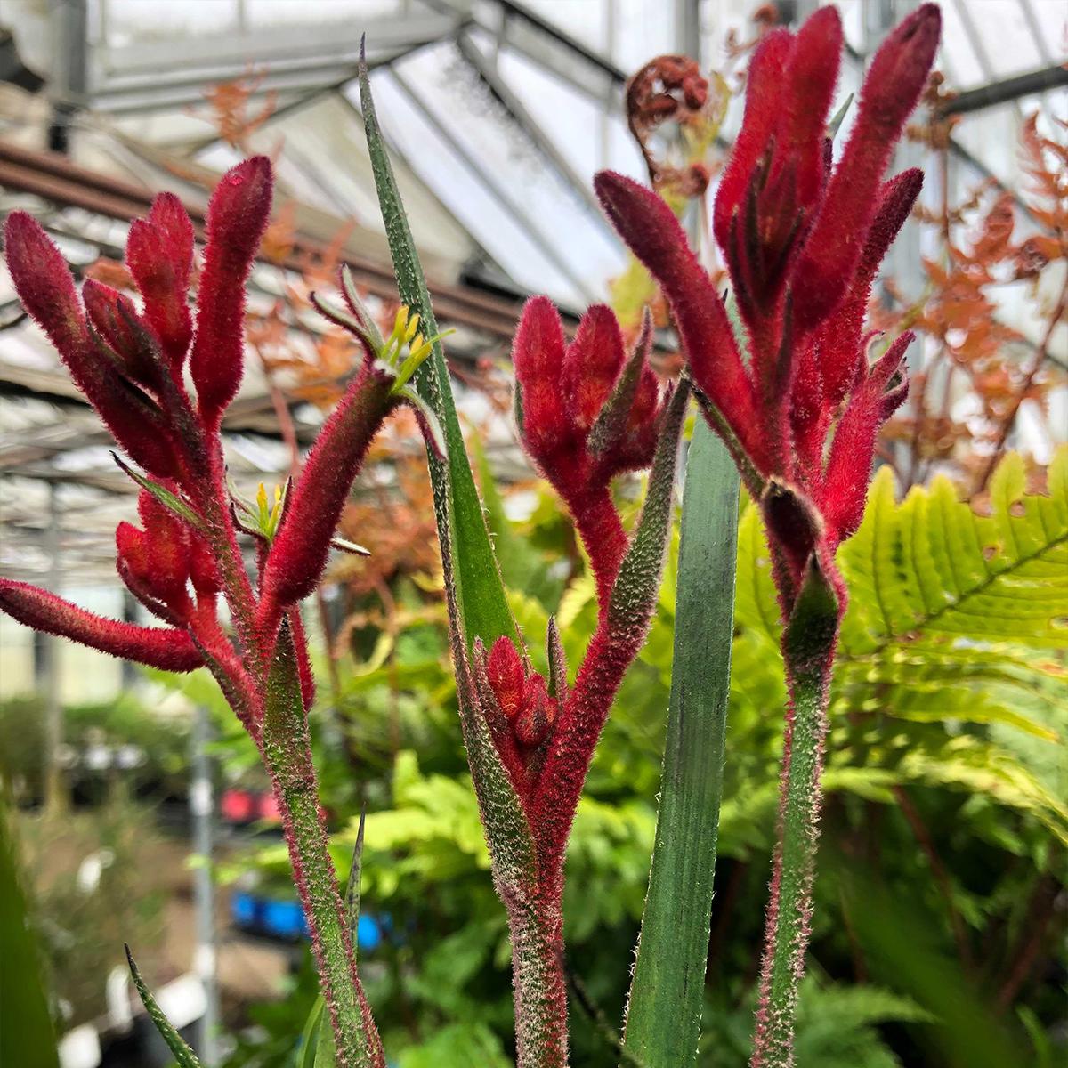 Anigozanthos Bush Inferno Patte de Kangourou à fleurs rouges très florifère