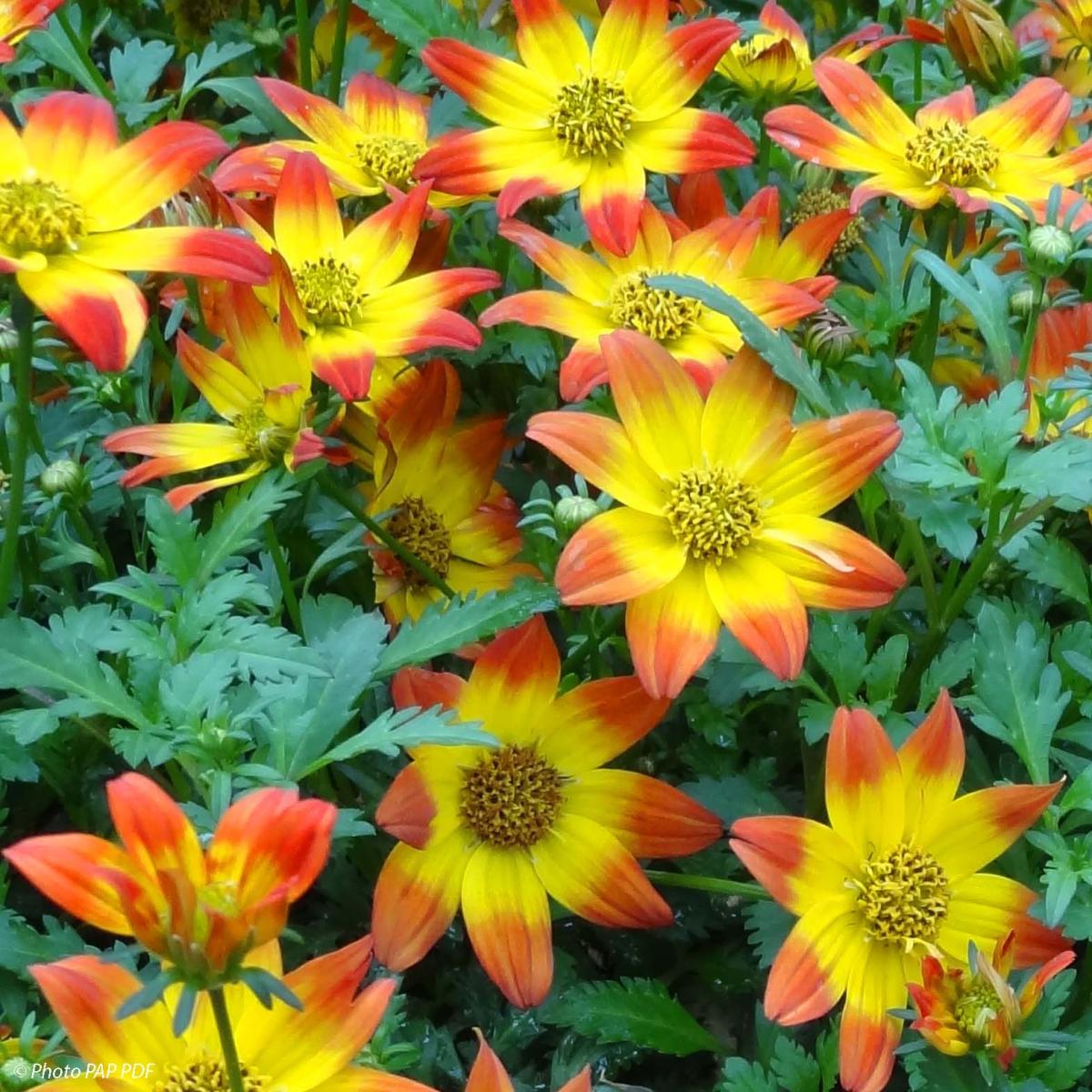 Bidens Beedance Painted Red - Bidens hybride - Une profusion de petites ...