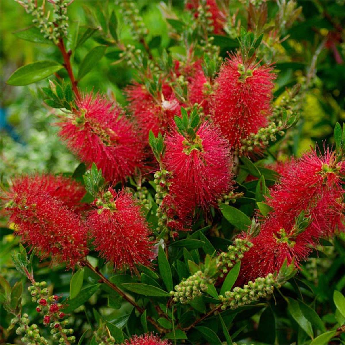 Callistemon Laevis Fiche Technique