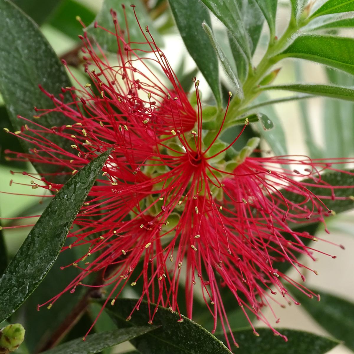 Callistemon Citrinus Splendens Rince Bouteille Floraison Rouge Vif callistemon-citrinus-splendens-rince-bouteille-floraison-rouge-vif