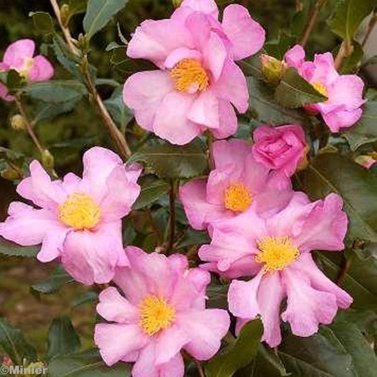 Le Camellia sasanqua Cleopatra, un camélia d'automne aux fleurs — free download