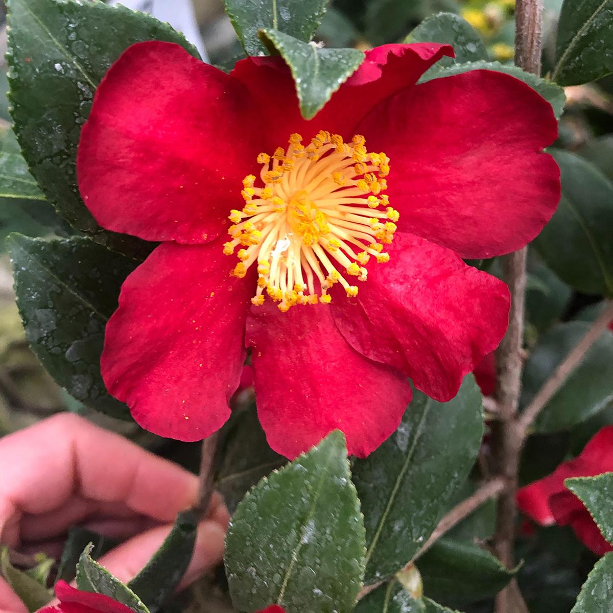 Camellia sasanqua Yuletide Camélia d'automne à fleurs rouge vermillon — free download