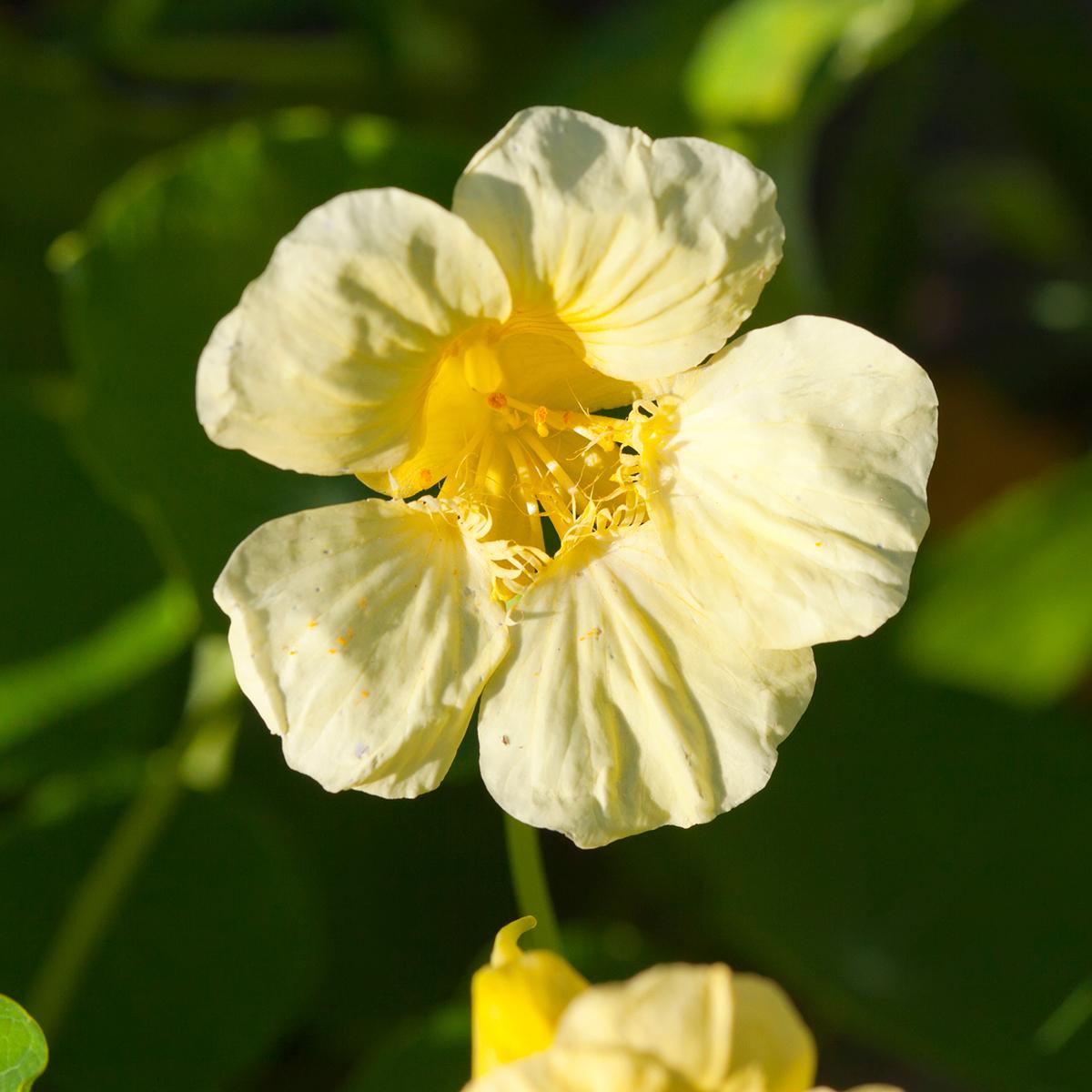 Tropaeolum lobbianum Moonlight - Capucine de Lobb - Graines ...