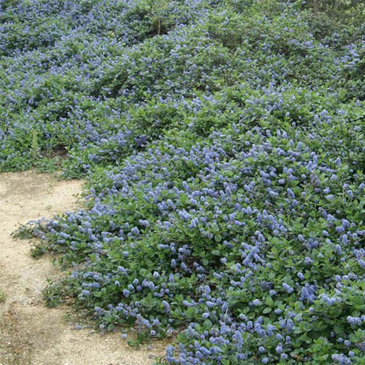 Céanothe 'Yankee Point' - Arbuste Persistant à Fleurs Bleues - Conteneur 3-4 Litres - Port étalé - 8