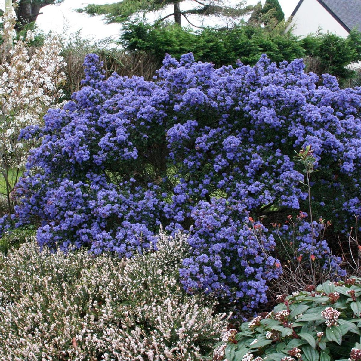 Ceanothus impressus Puget Blue Céanothe persistant — free download