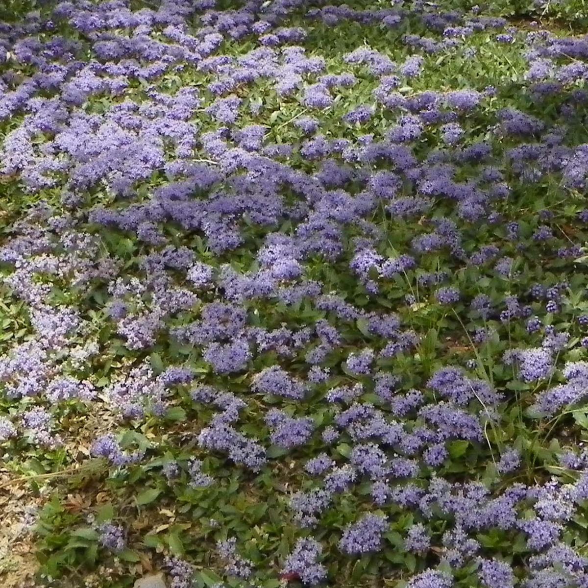 Ceanothus prostratus Céanothe prostré, rampant, persistant, bleu clair — free download