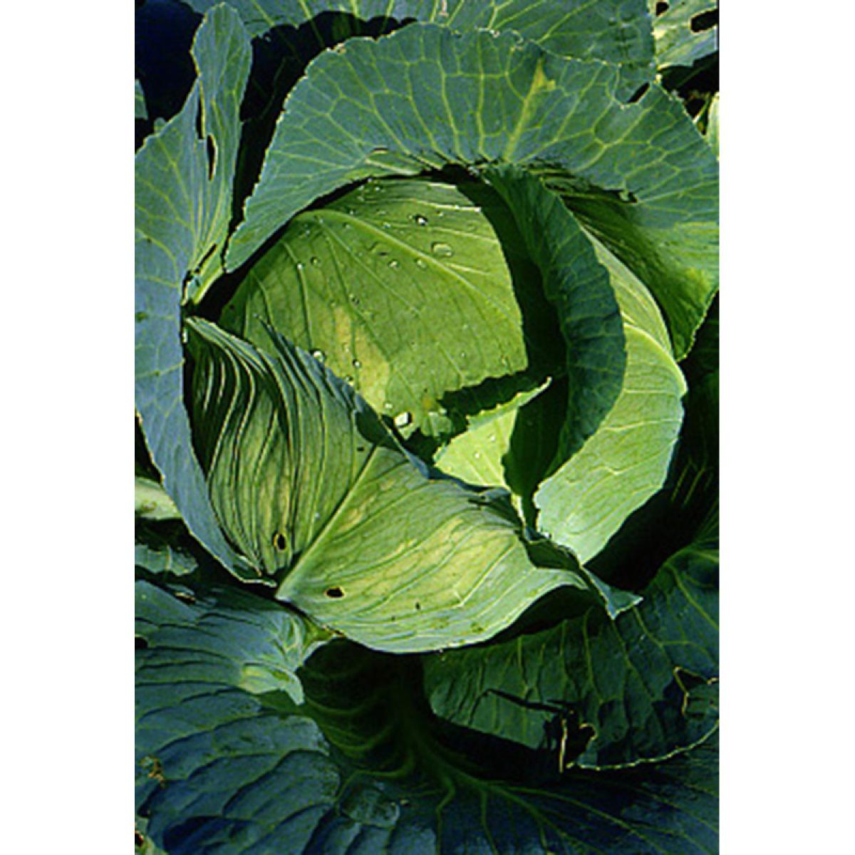 Chou Cabus Quintal d'Alsace Graines potagères — free download