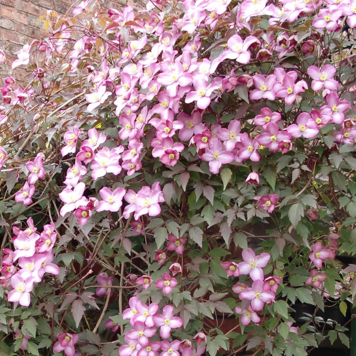 Cl matite Freda Clematis Montana Grimpante Petites Fleurs Rose Vif cl-matite-freda-clematis-montana-grimpante-petites-fleurs-rose-vif