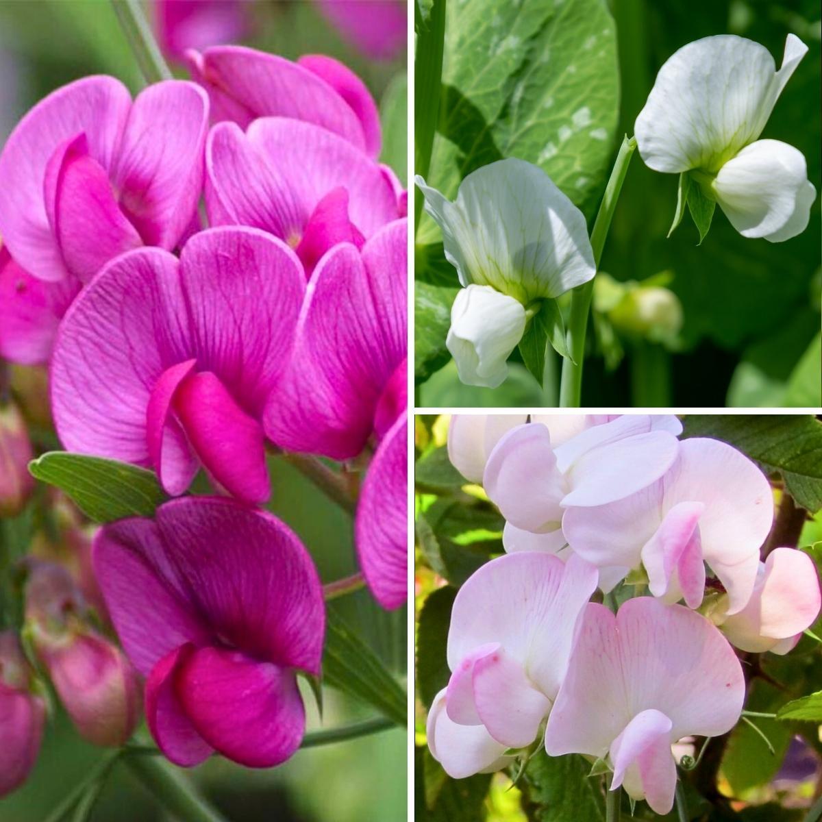 Collection Pois de senteur vivaces Lathyrus latifolius Pink Pearl — free download