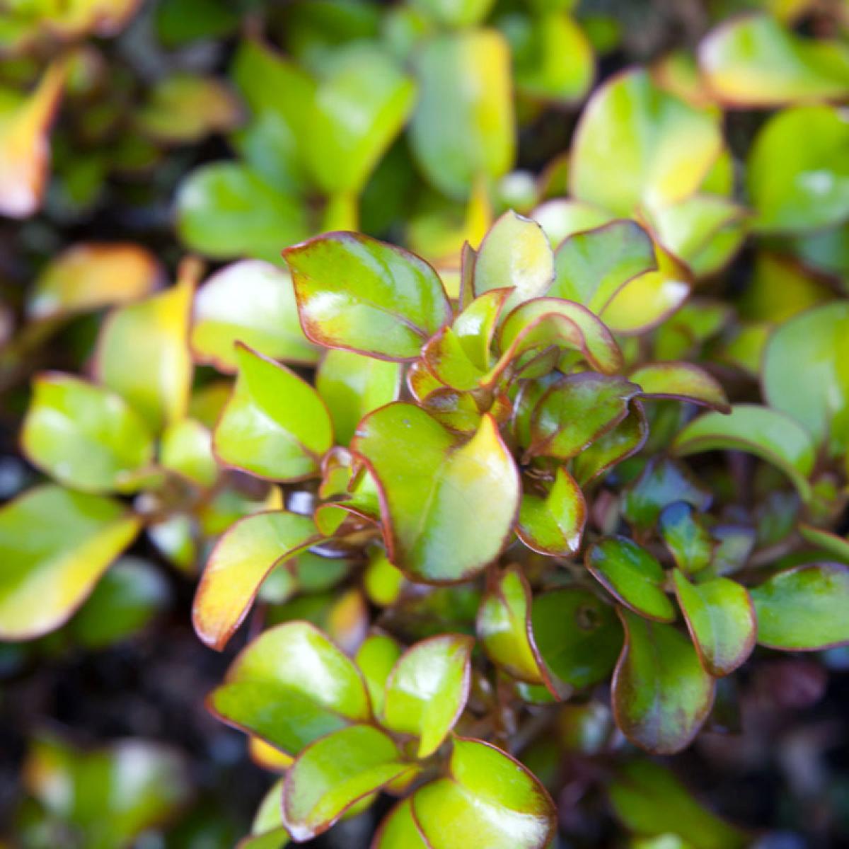 Coprosma Pina colada Plante miroir Arbuste persistant au feuillage