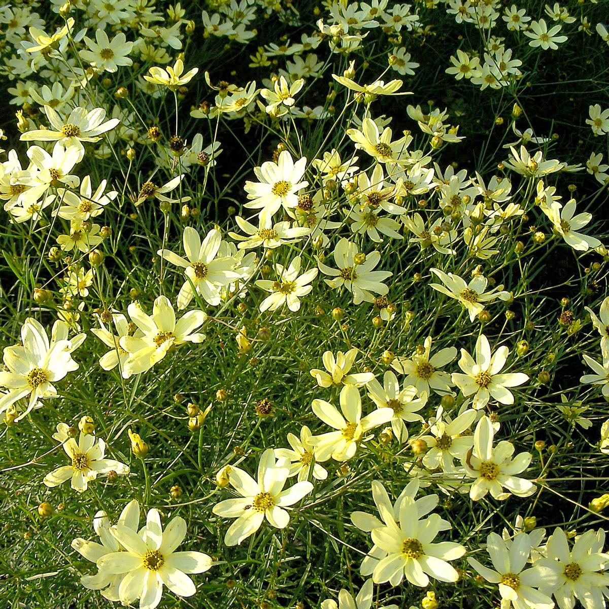 Coreopsis verticillata Moonbeam Coréopsis à fleurs jaune citron sur