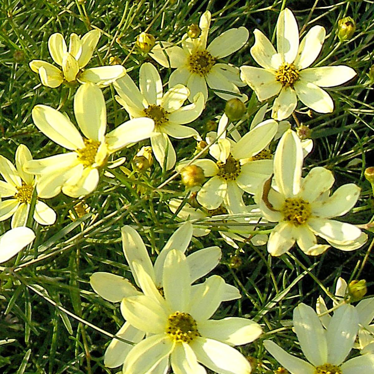 Coreopsis verticillata Moonbeam Coréopsis à fleurs jaune citron sur