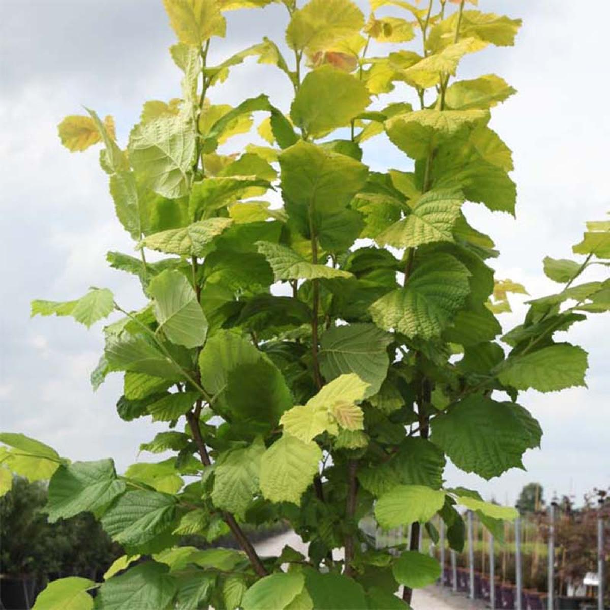 corylus-avellana-aurea-noisetier-commun-aux-jeunes-feuilles-dor-es