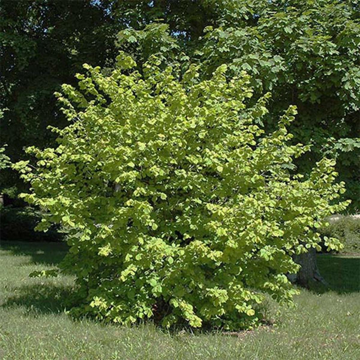 corylus-avellana-aurea-noisetier-commun-aux-jeunes-feuilles-dor-es