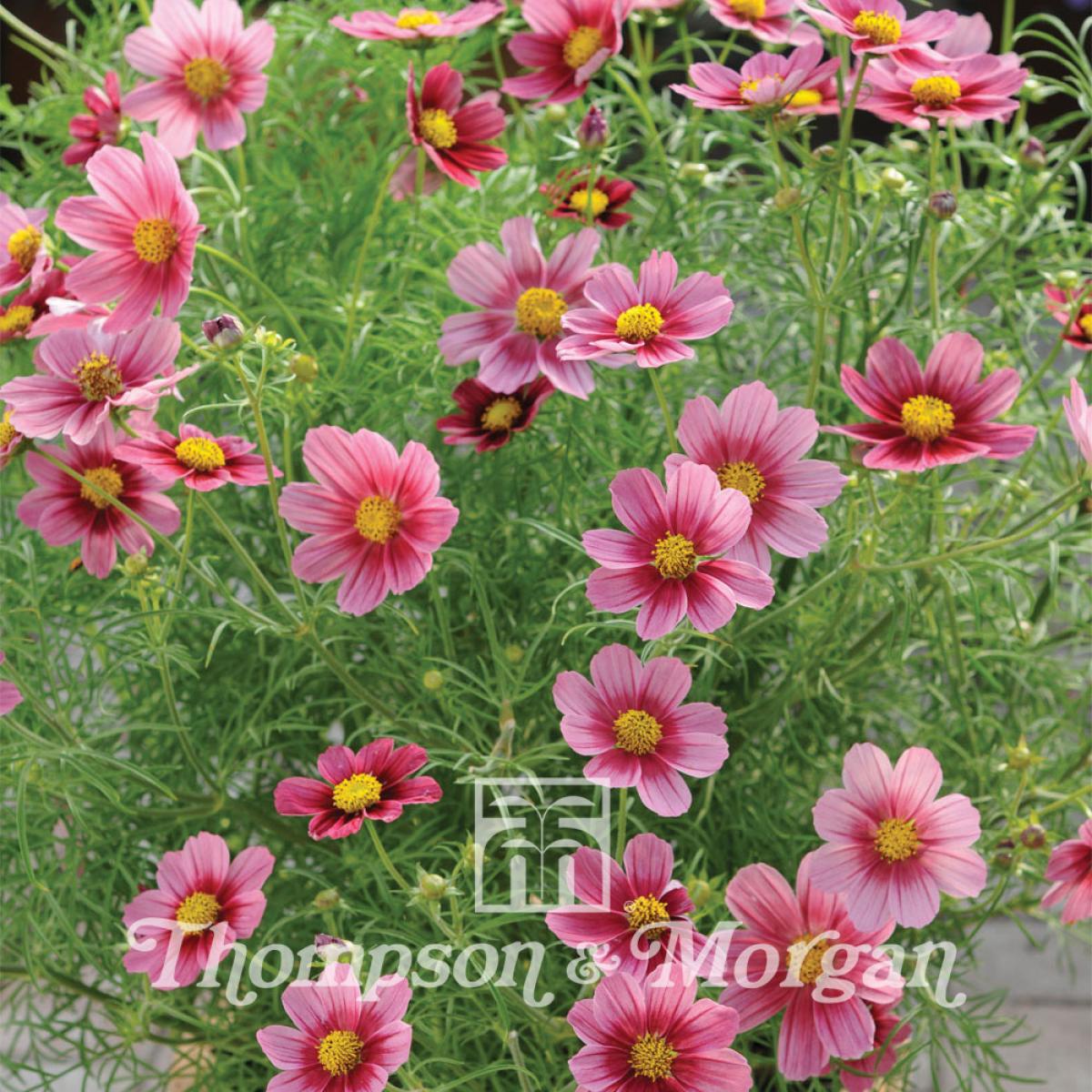 20 Seeds Bouquet Cosmos Double Click Mix (Cosmos Bipinnatus) | Moda de