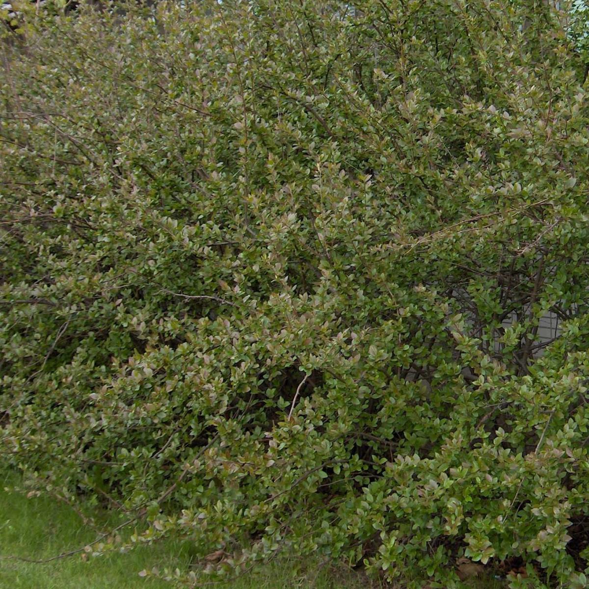 Cotoneaster lucidus - Arbuste caduc au feuillage bien rouge en automne