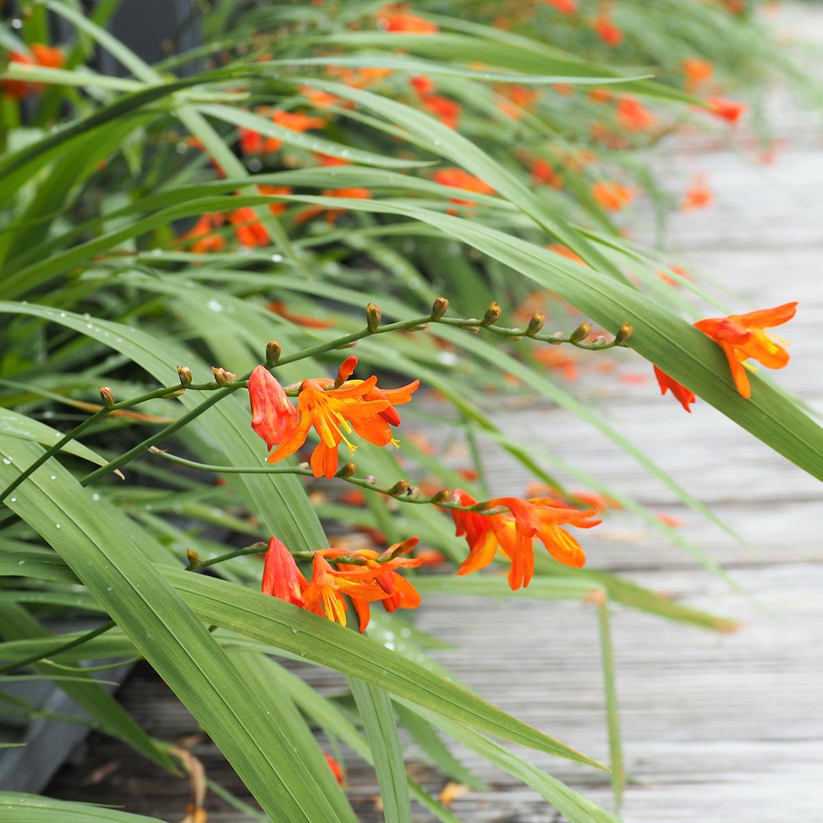 Crocosmia x crocosmiiflora Star of the East - Montbretia hybride aux ...