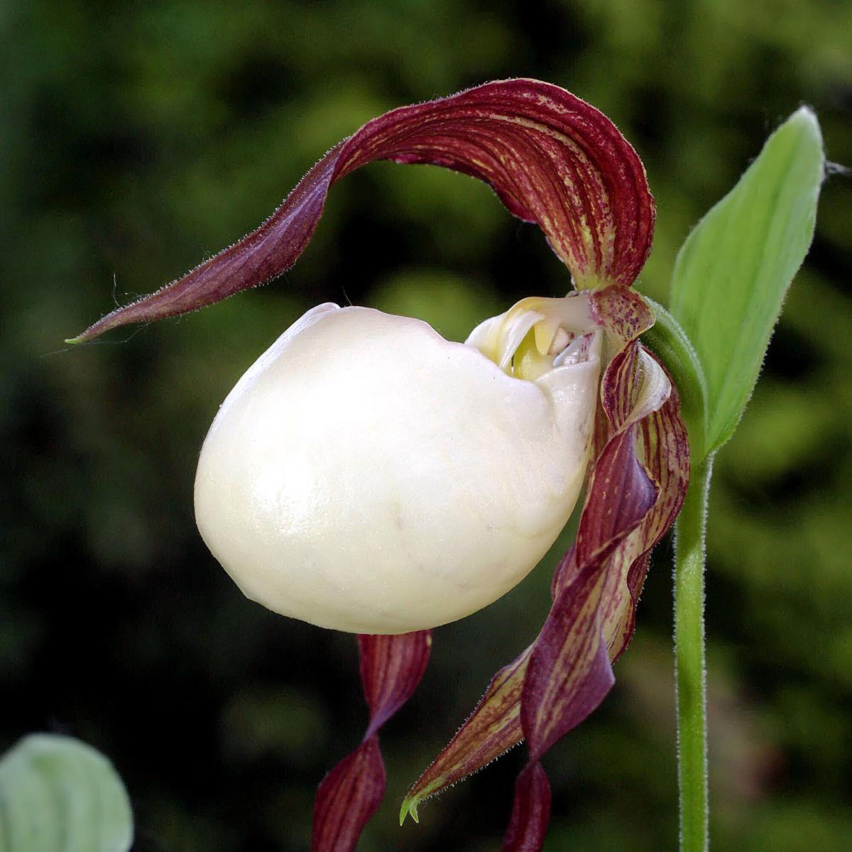 Cypripedium kentuckiense Sabot de Vénus pourpre et ivoire Orchidée — free download