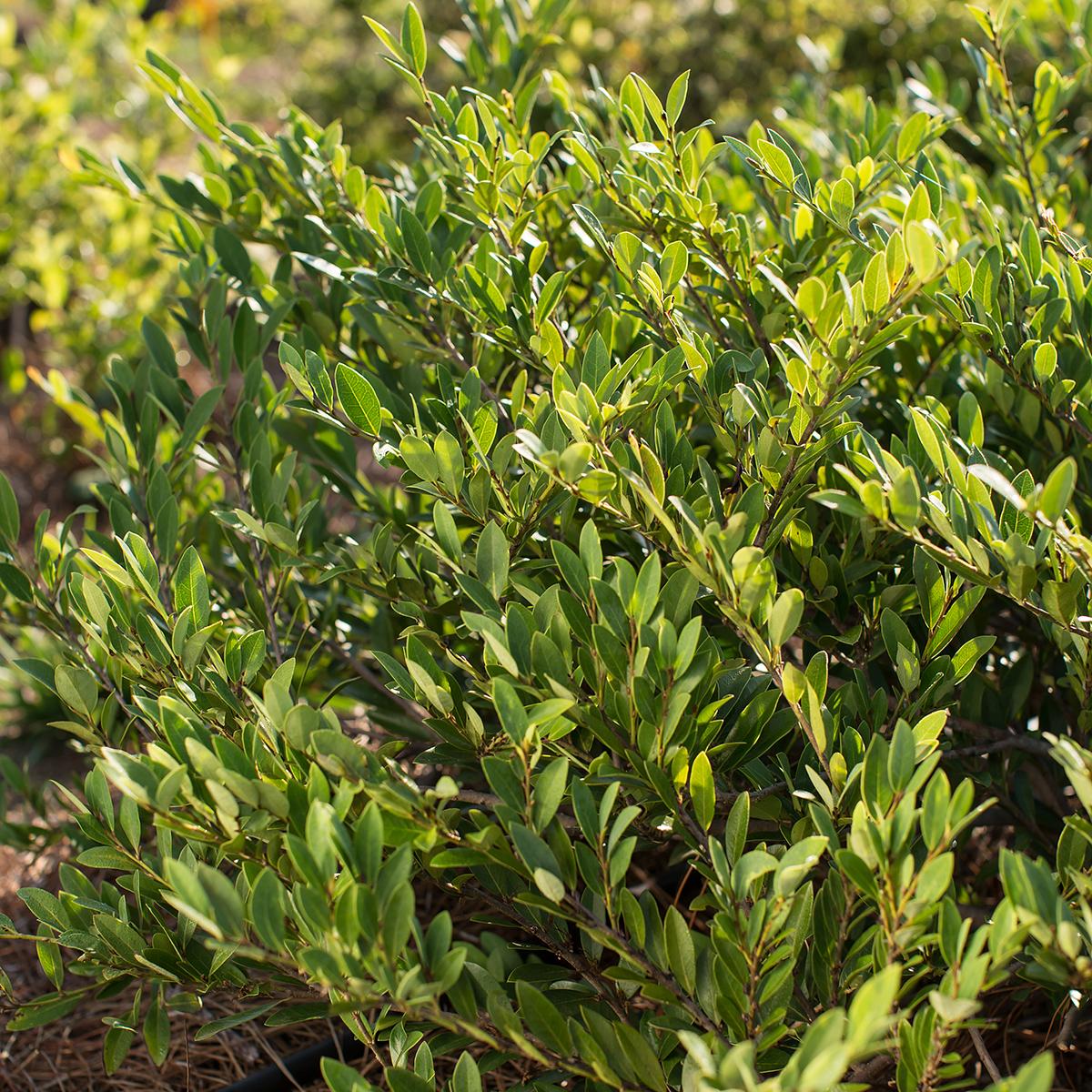 Distyllium Hedge Distylium Cinnamon Girl - Arbuste compact à feuillage persistant décoratif