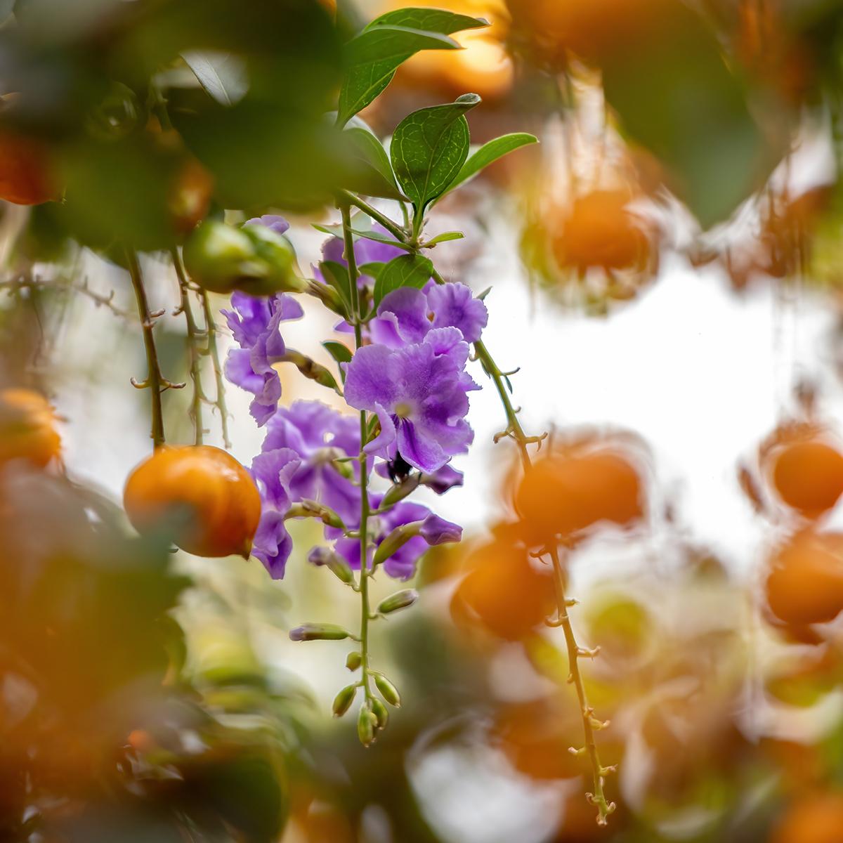 Vanillier de Cayenne - Duranta repens ou erecta - Arbuste de climat ...