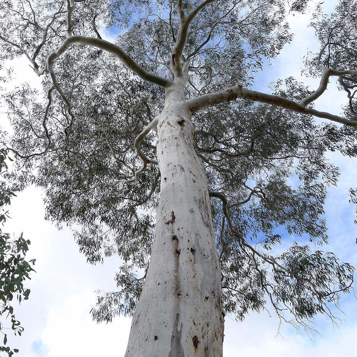 Rubida Eucalyptus rubida - Bel Eucalyptus rustique à port arrondi et écorce ...