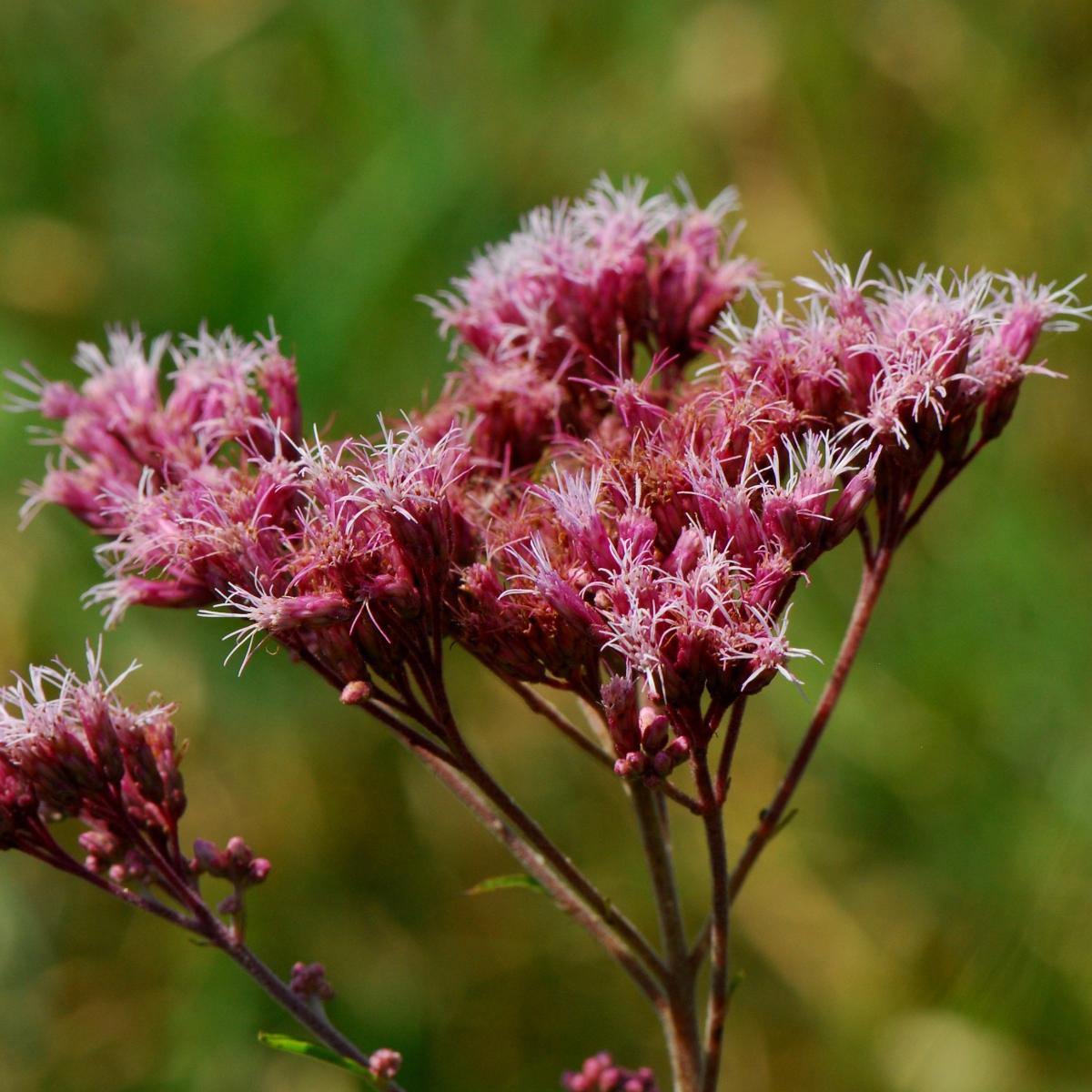 L Eupatorium Maculatum Une Profusion De Petites Fleurs Rose Pourpre L Eupatorium Maculatum Une Profusion De Petites Fleurs Rose Pourpre