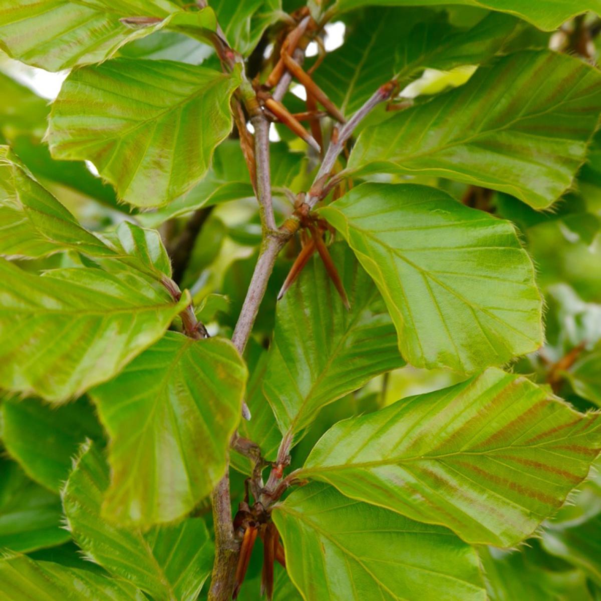 Hetre Commun Callista Fagus Sylvatica Arbre De Petite Taille Au hetre-commun-callista-fagus-sylvatica-arbre-de-petite-taille-au