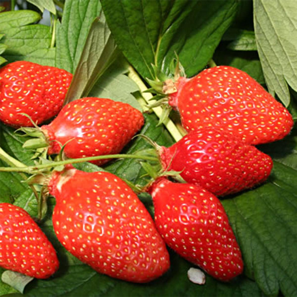 Fraisier Gariguette Variété non remontante à grosses fraises gouteuses — free download
