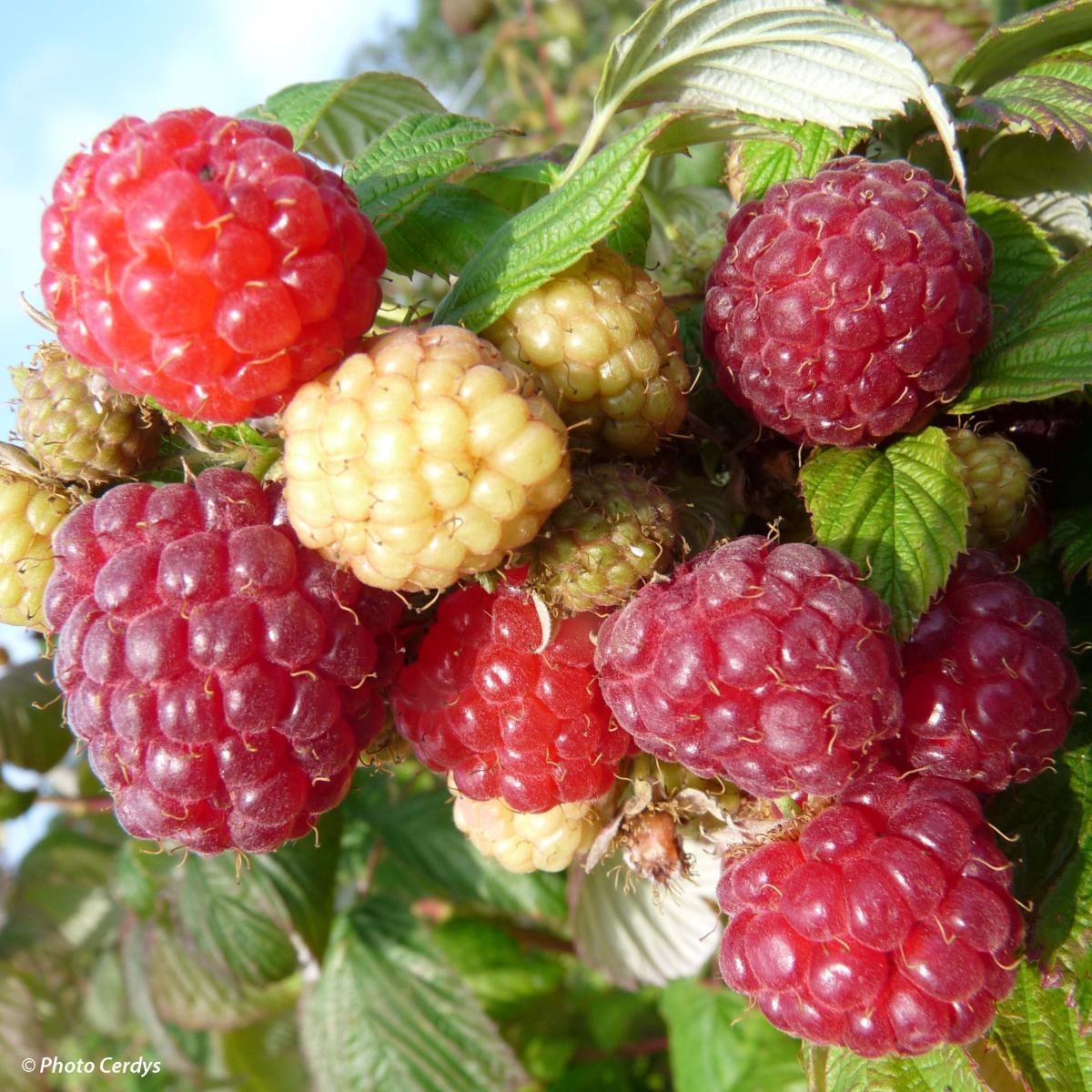 Framboisier remontant Aroma Queen Rubus idaeus à fruits rouge foncé