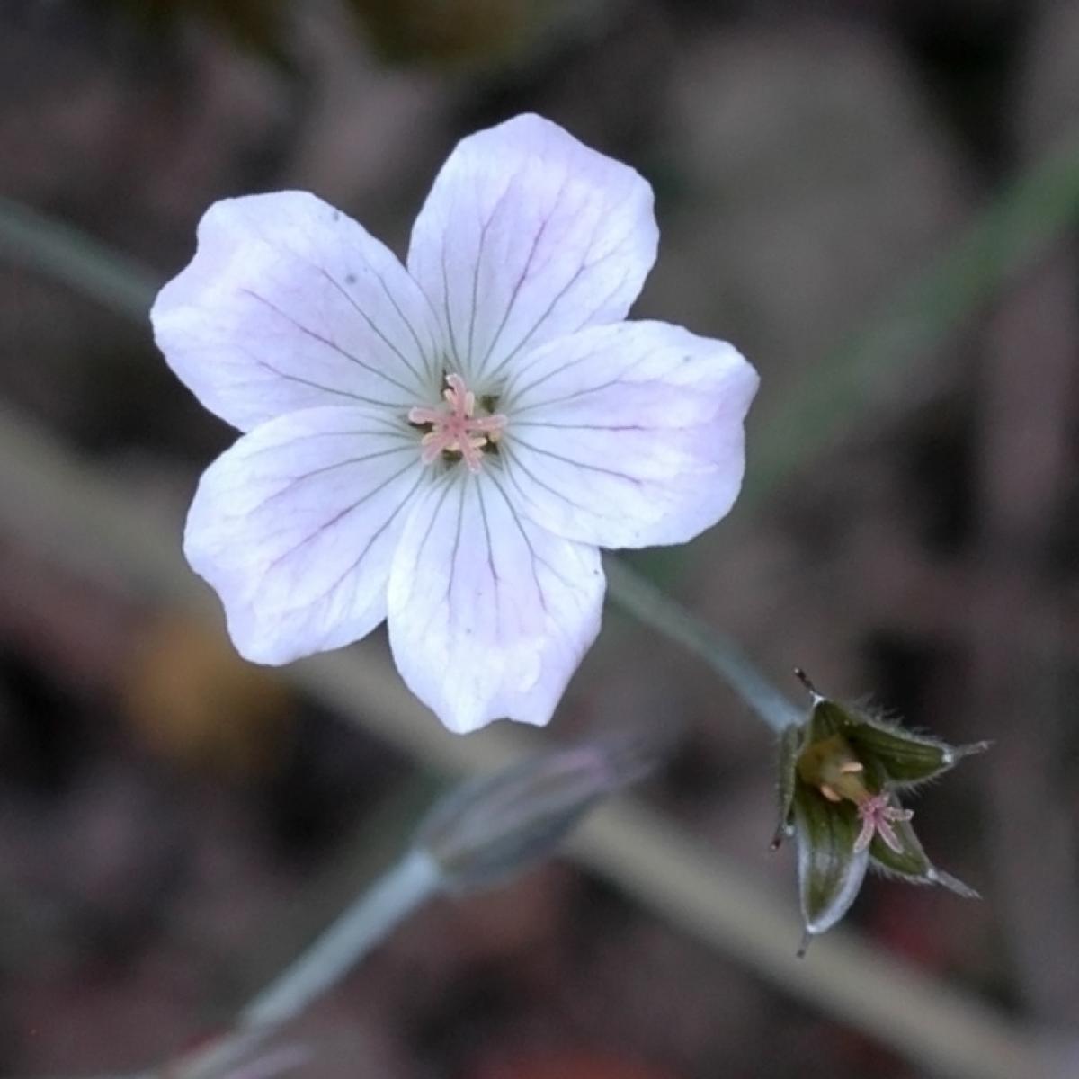 Geranium Rothbury Gem Geranium Rothbury Red - Géranium vivace couvre sol vigoureux à très ...
