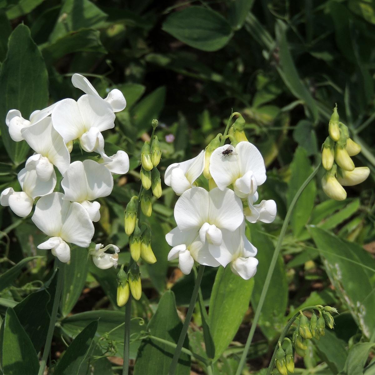 Lathyrus latifolius White Pearl Pois de senteur vivace Pois de — free download