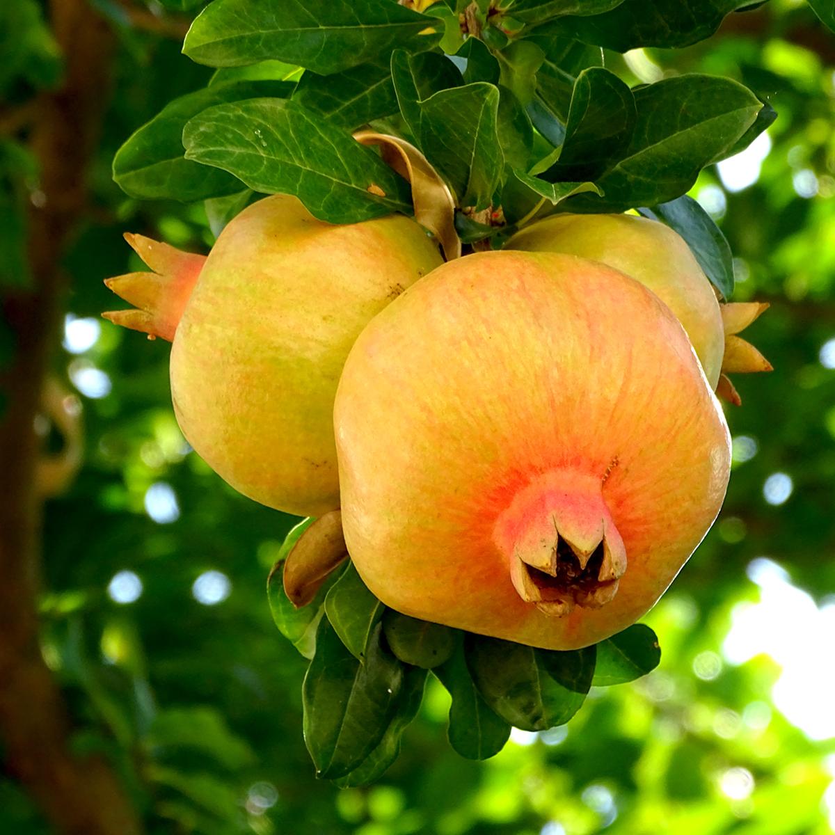 Mollar Rasmi Grenadier Mollar de Elche - Punica granatum - Variété aux fruits à la ...