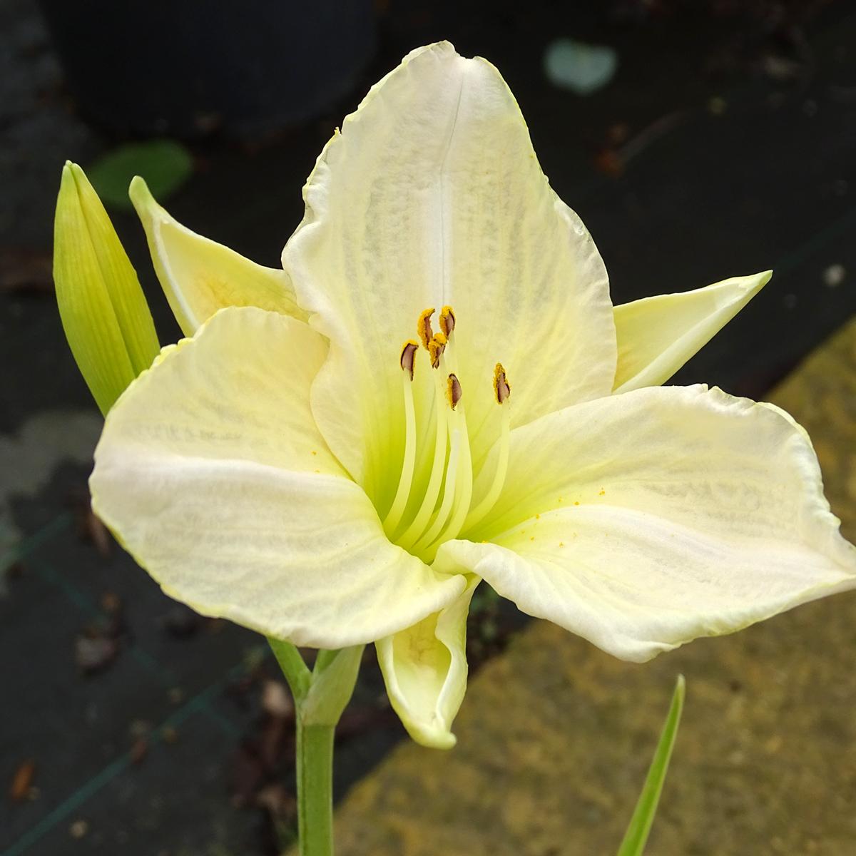 Hémérocalle White Temptation - Hemerocallis - De grandes fleurs blanc crème