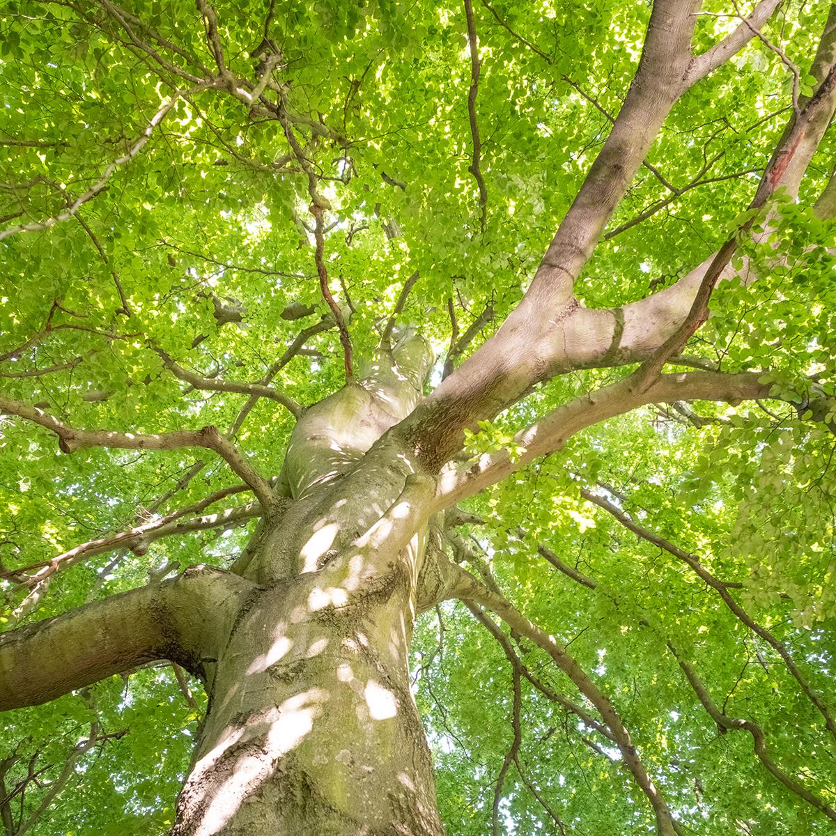 Fagus sylvatica Hêtre commun Arbre populaire au feuillage marcescent — free download