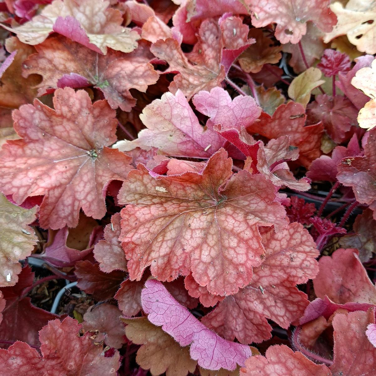 Heuchère Rio® - Heuchera - Vivace à feuillage rose orangé virant au ...