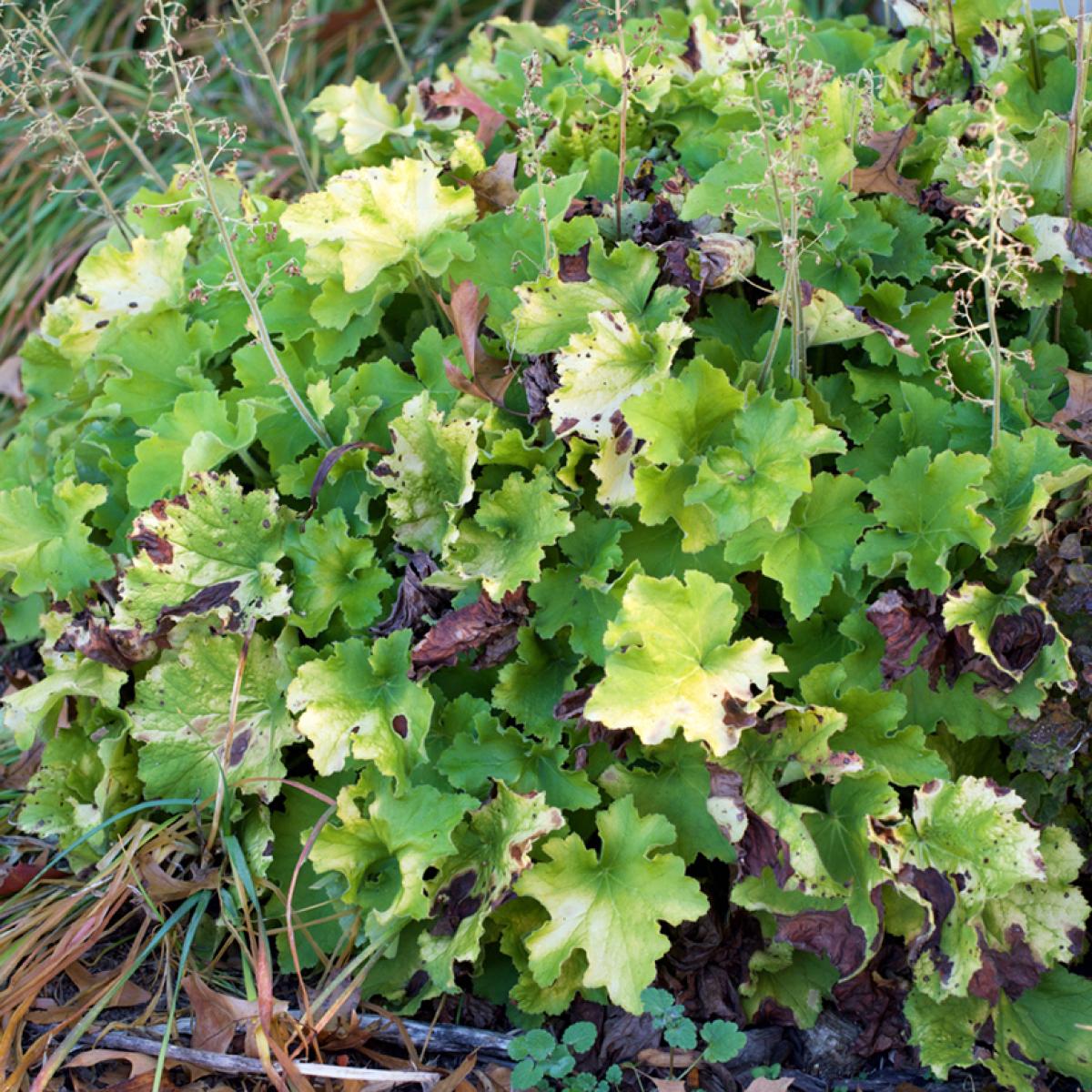 Heuchère Guacamole Heuchera aux grandes feuilles vert doré devenant