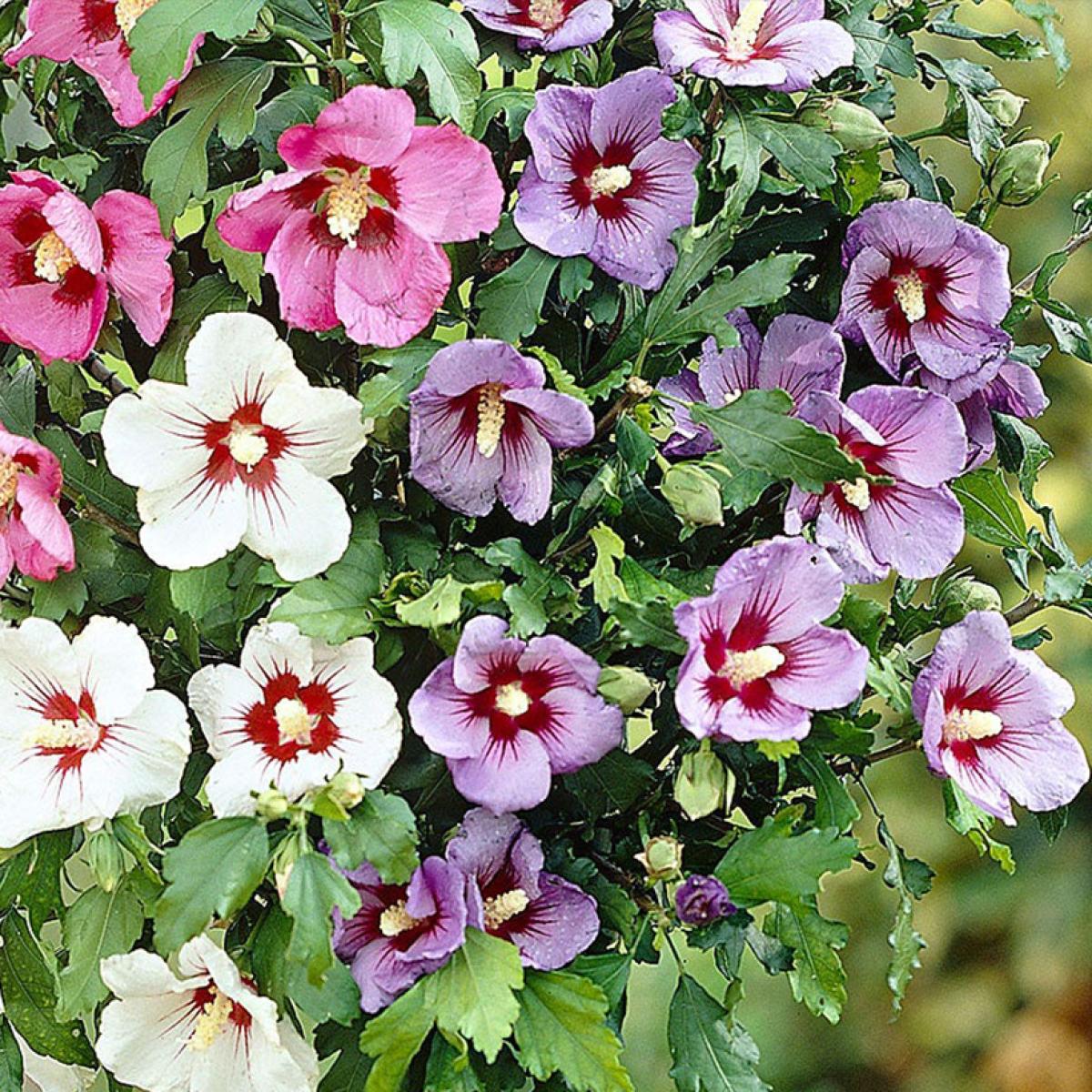 Hibiscus Syriacus Tricolor Alth a Tricolore Greff Sur Tige